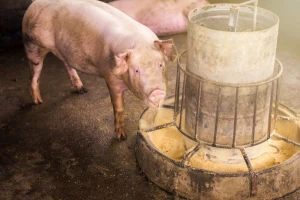 Dokazano: ASK se zadržava na površinama i stočnoj hrani