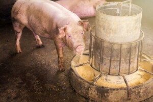 Dokazano: ASK se zadržava na površinama i stočnoj hrani