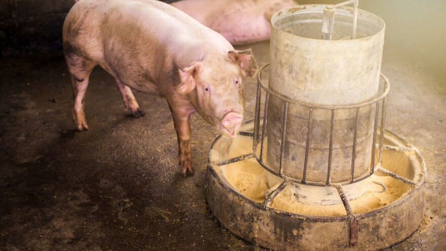 Dokazano: ASK se zadržava na površinama i stočnoj hrani