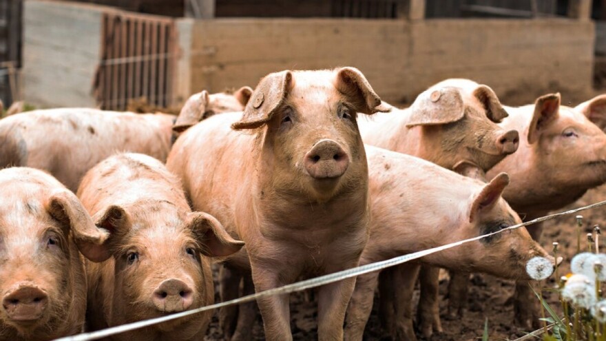 Prvi slučaj afričke kuge svinja potvrđen u selu Zabrežje