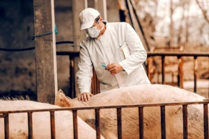 Borba protiv ASK: Nakon brzih testova, istraživači najavili i cjepivo?