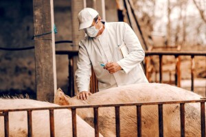 Borba protiv ASK: Nakon brzih testova, istraživači najavili i cjepivo?