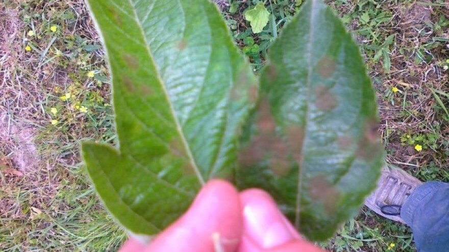 Uticaj prezimelog inokuluma na pojavu krastavosti