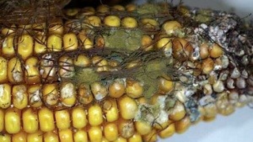 I ove godine postoji opasnost od aflatoksina