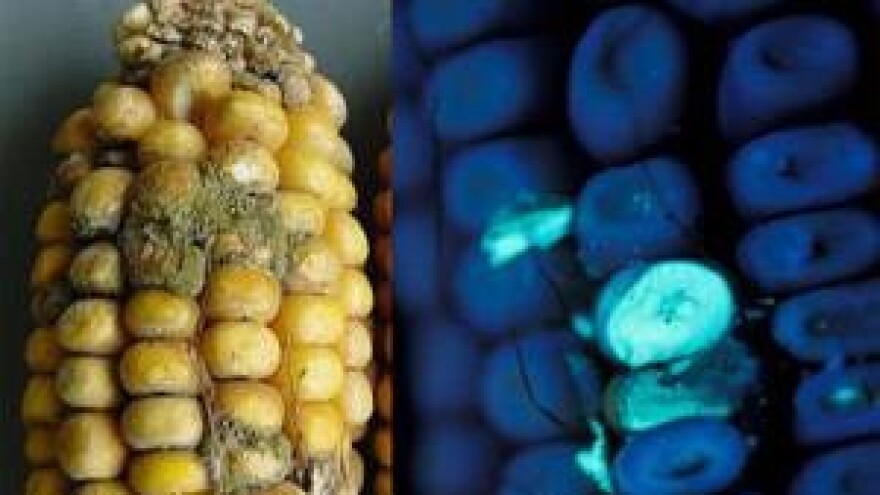 Aflatoksini ili Akcijski plan bez plana