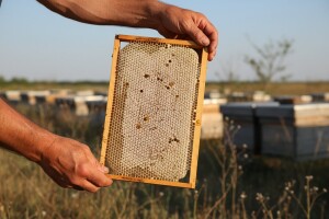 Astronomske cijene meda