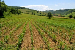 Proljetna sjetva: Rade se rebalansi, ugovara proizvodnja i zagarantovan otkup