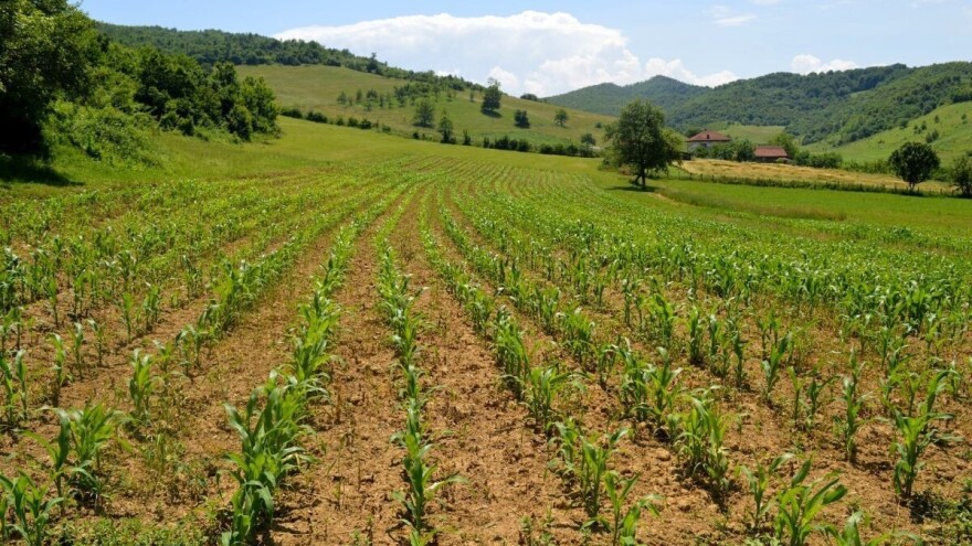 Proljetna sjetva: Rade se rebalansi, ugovara proizvodnja i zagarantovan otkup