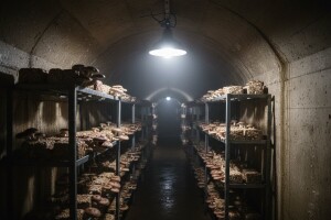 Atomsko sklonište pretvorili u eko gljivarnik!