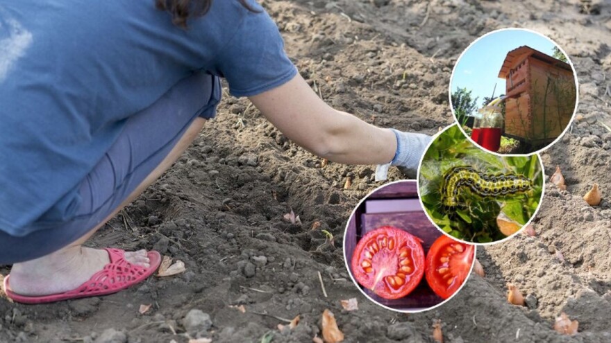 Čitali ste u augustu: Kako sačuvati sjeme paradajza, genijalni izumi u pčelarstvu, priprema zemljišta za sadnju oraha