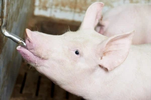 Bolest Aujeszkog uništava svinjogojsku proizvodnju