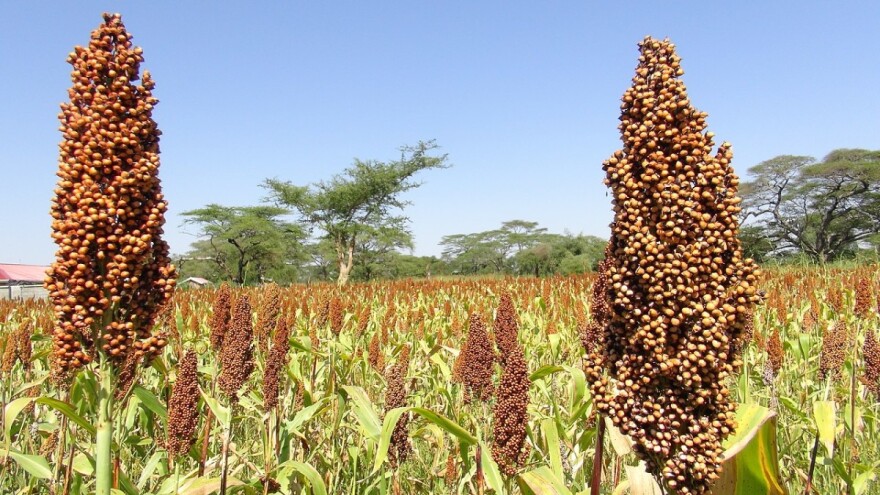 Ugroženi usjevi: Australija se prži na neviđenim temperaturama