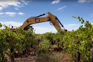 Vade milione čokota vinove loze - cilj je spasiti vinogradare i vinare?