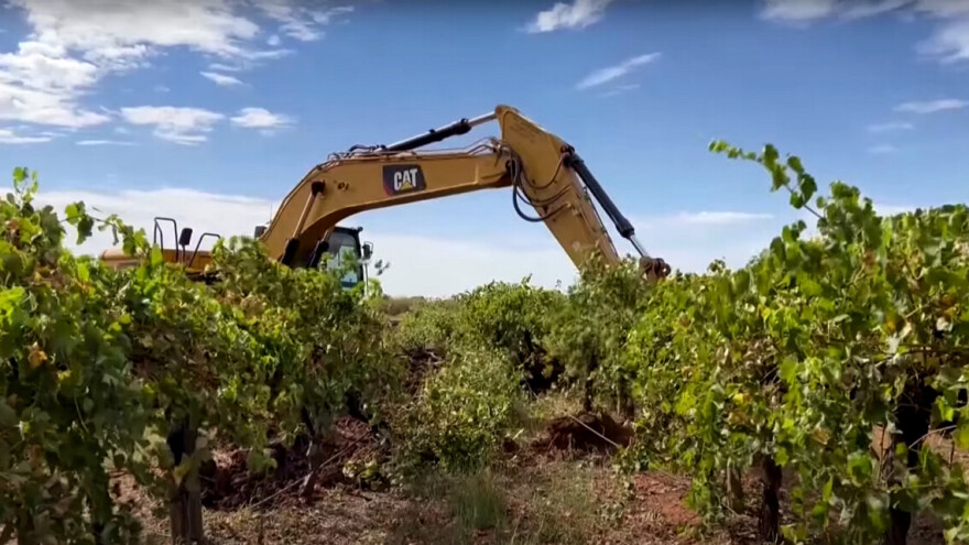 Vade milione čokota vinove loze - cilj je spasiti vinogradare i vinare?