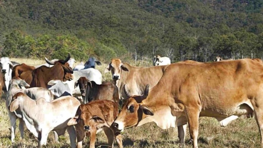 Australija sprečila prodaju farmi goveda Kinezima