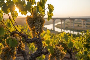 Autocesta prijeti Keratsudi - bijeloj sorti grožđa