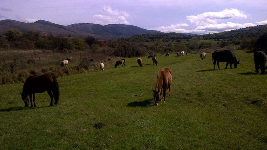 Slovenac na obroncima Stare planine uzgaja lekovito bilje