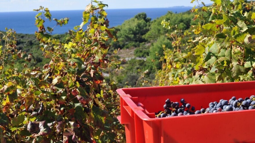 Autohtonog grka ima jako malo, ali to vino dobiva svjetske nagrade