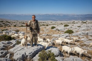 Autohtonim pasminama do četiri puta većih poticaja
