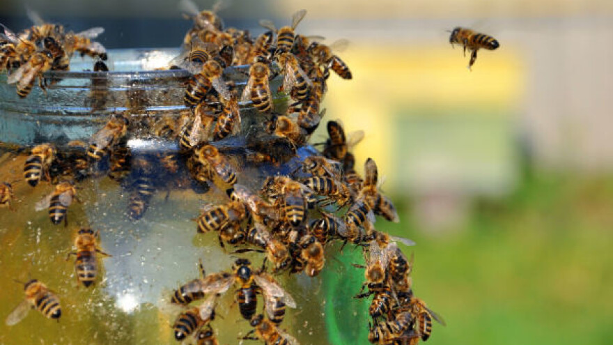 Autoput za pčele u Oslu