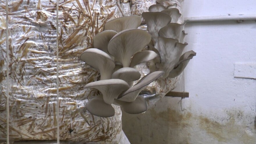 Markovići uzgajaju bukovače uz pomoć lekovite geotermalne vode