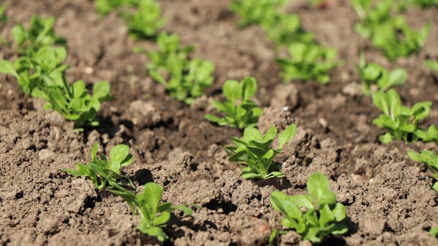 Zemlja je već žedna, a padavina nema na vidiku