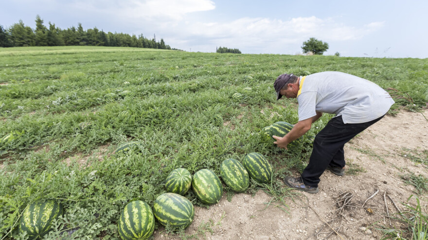 Šta se radi u bašti u avgustu?