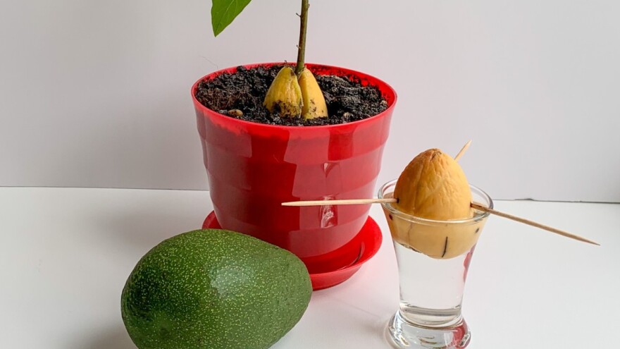 Zasadite egzotično bilje u saksiji: đumbir, avokado ili bor?