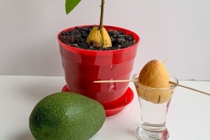 Zasadite egzotično bilje u saksiji: đumbir, avokado ili bor?
