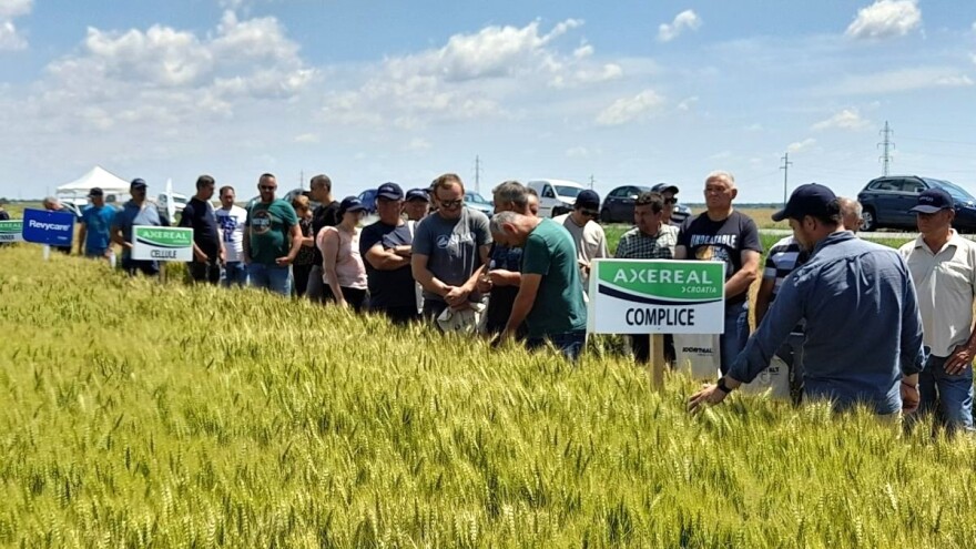 Predstavljene prinosne sorte pšenice s vrhunskom kvalitetom dorade!