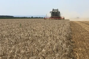 Prve procjene: Zasijano 30 tisuća hektara manje pšenice, više površina pod sojom