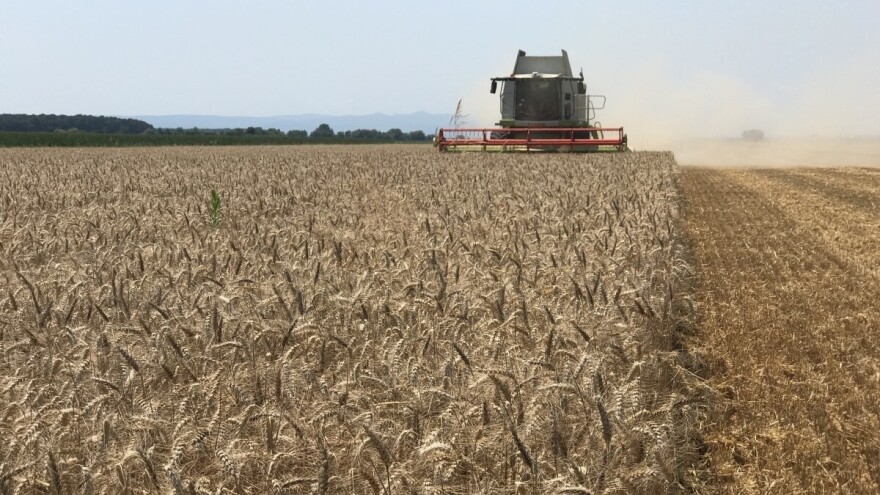 Prve procjene: Zasijano 30 tisuća hektara manje pšenice, više površina pod sojom