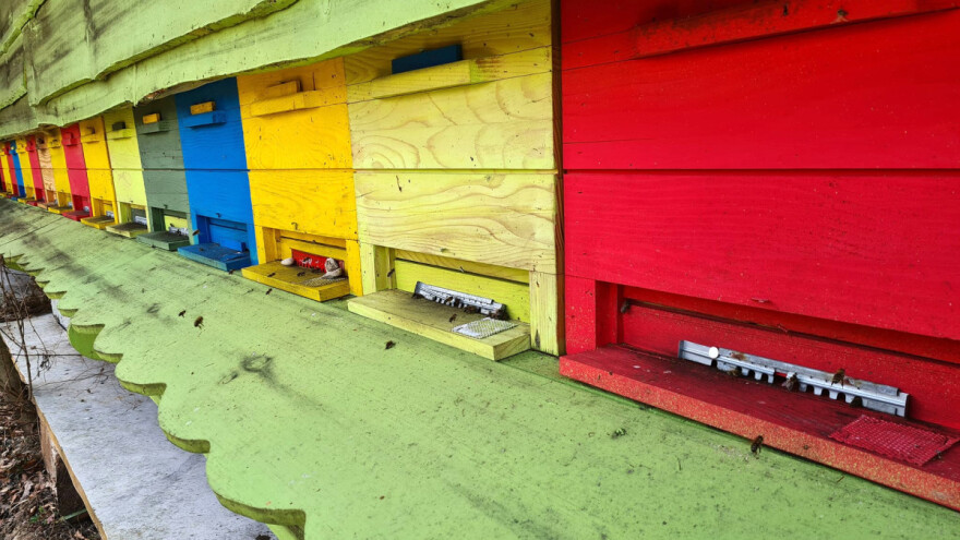 Bezmatak na pčelinjaku: Šta kad pregledom naiđemo na zajednicu bez matice?