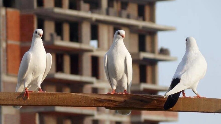 Prijetio mu je nestanak, no Azman ponovno veselo leti i brzo se obrušava