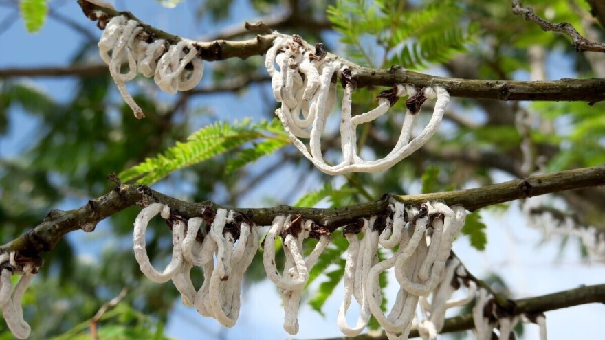 Štetni došljak: Azijska pamučna štitasta uš prijetnja je velikom broju biljaka