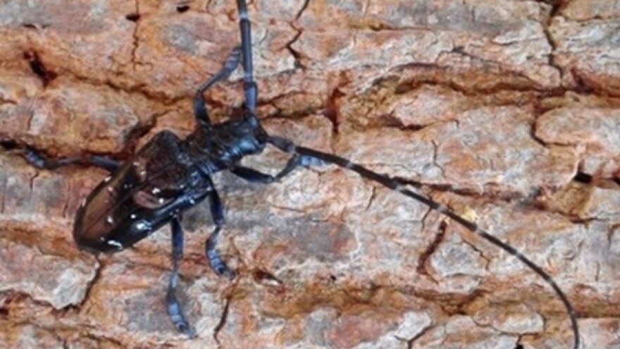 Počinje iskorjenjivanje azijske strizibube