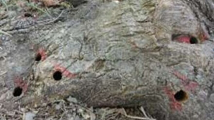 Širi se zaraza azijske strizibube