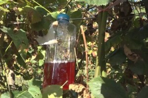 Uz vino i deterdžent lako ulovite octene mušice ploda - ovako napravite klopke
