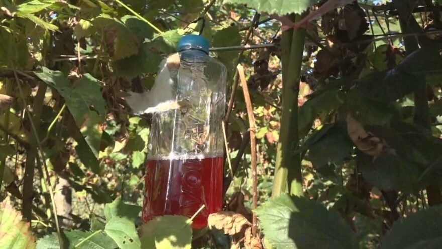 Uz vino i deterdžent lako ulovite octene mušice ploda - ovako napravite klopke