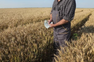 Sa 500 milijuna dolara potiču ratare da udvostruče površine pod pšenicom