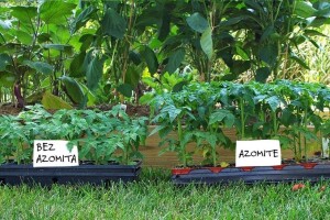 Za pun potencijal dodajte tlu Azomite - prirodni poboljšivač tla
