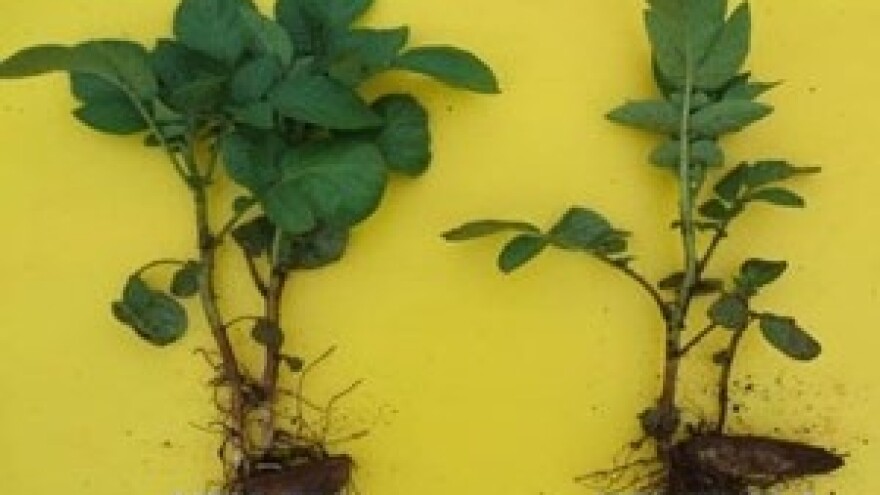 Azomite - prirodan izvor minerala i elemenata u tragovima