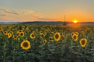 Objavljena prva procjena površina važnih usjeva - kakvo je stanje?