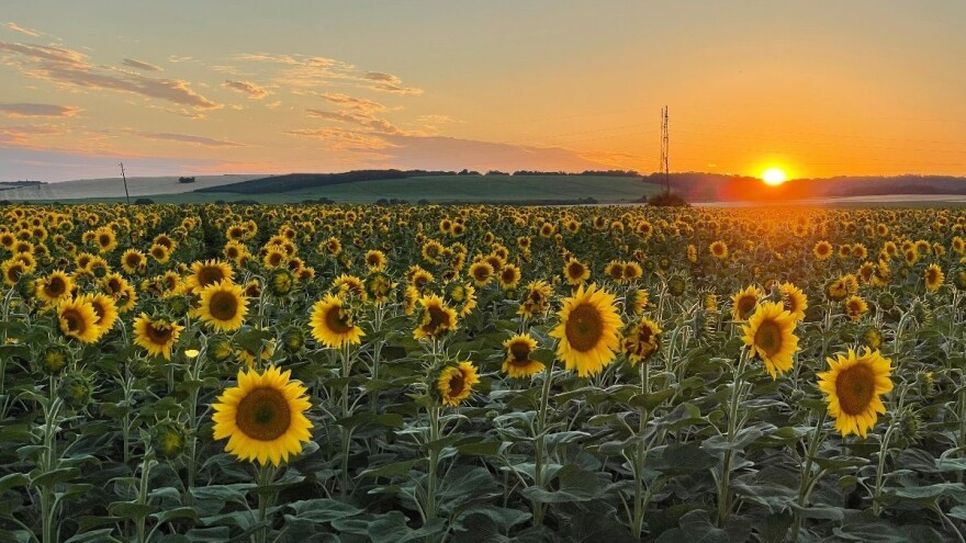 Objavljena prva procjena površina važnih usjeva - kakvo je stanje?
