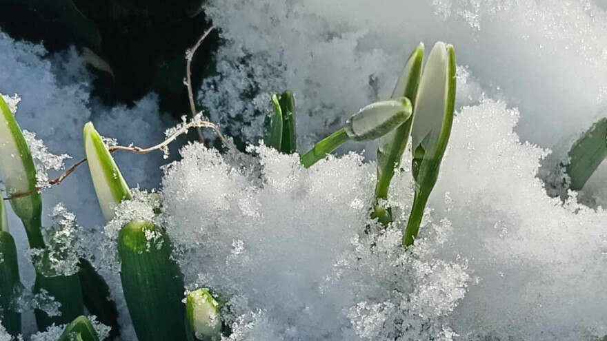 Zima je gotova - kažu visibabe?