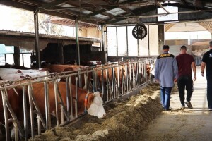 Na farmi "Babić" nema oscilacija u proizvodnji tokom godine, čak ni po vrućini