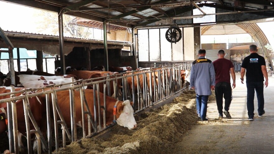 Na farmi "Babić" nema oscilacija u proizvodnji tokom godine, čak ni po vrućini