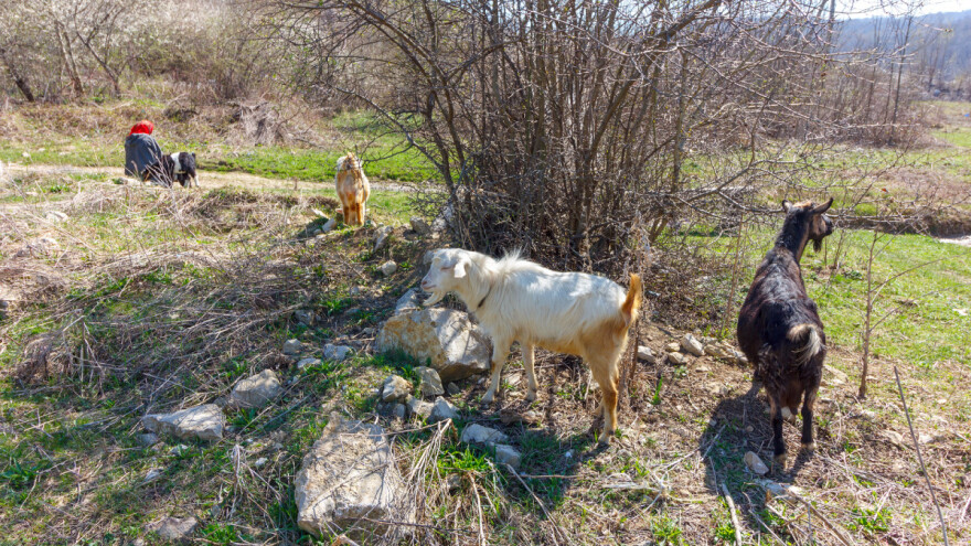 Babine huke u punom zamahu - čeka nas i sunce i snijeg