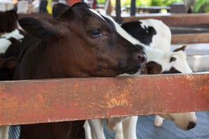 Udruga Baby beef: Hitno obnoviti stočni fond i brendirati meso junadi tovljene na domaćim farmama