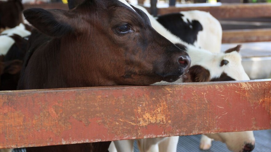 Udruga Baby beef: Hitno obnoviti stočni fond i brendirati meso junadi tovljene na domaćim farmama